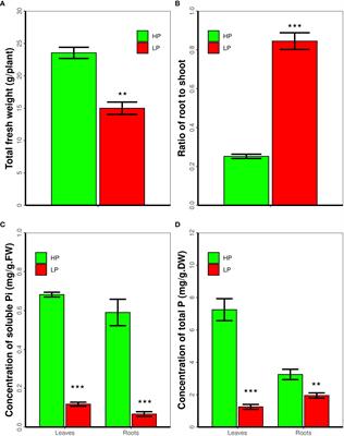 Ectopic expression of GmNF-YA8 in Arabidopsis delays flowering via modulating the expression of gibberellic acid biosynthesis- and flowering-related genes and promotes lateral root emergence in low phosphorus conditions
